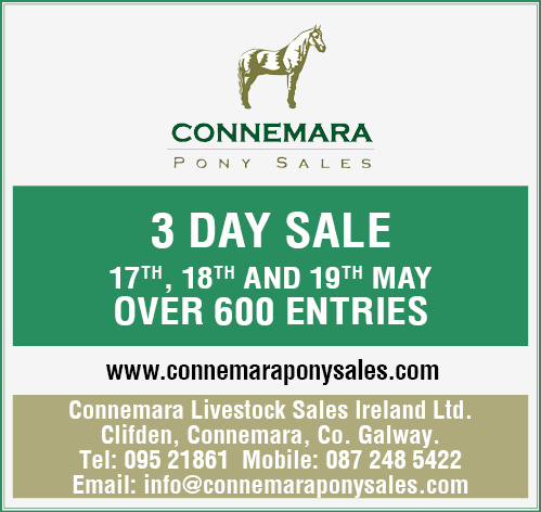 600+ lots will be available for sale at our three day Connemara Pony ...