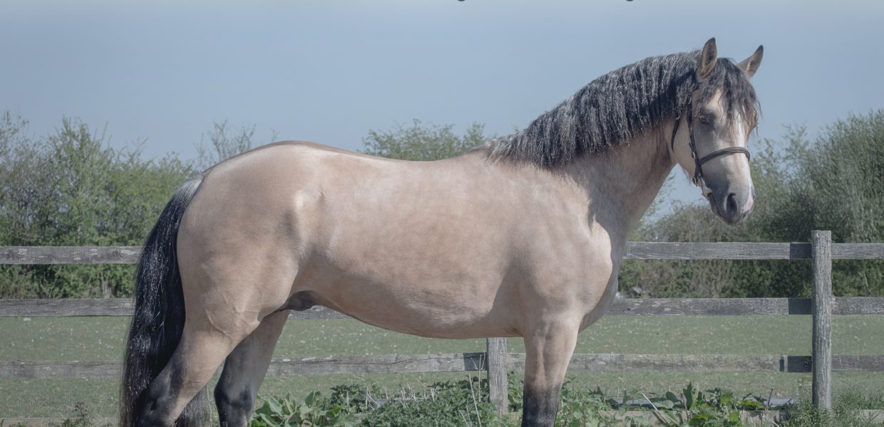 Carraig Maximus May 2025