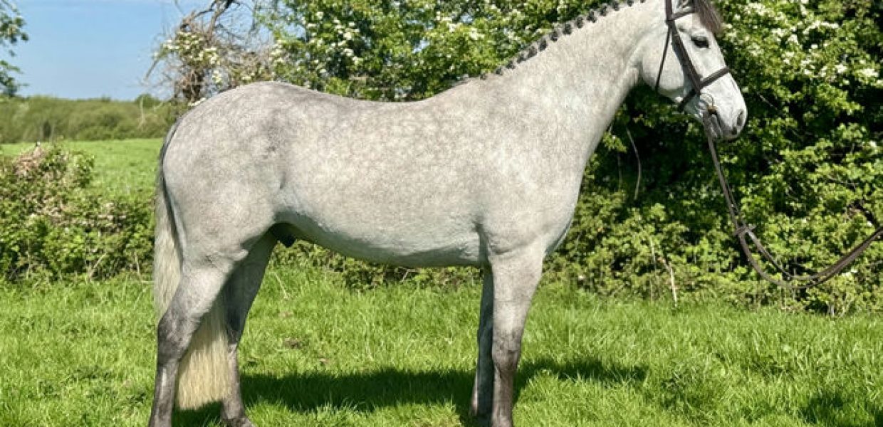 Clounanna Barney Boy