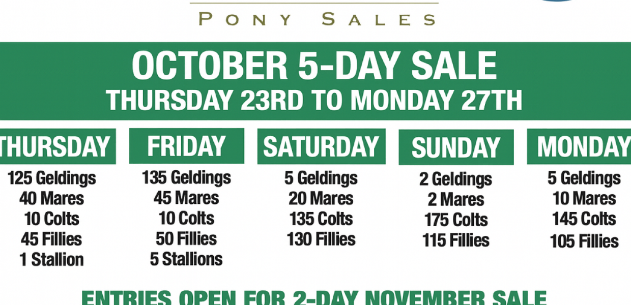 Connemara Pony October Sale Flyer