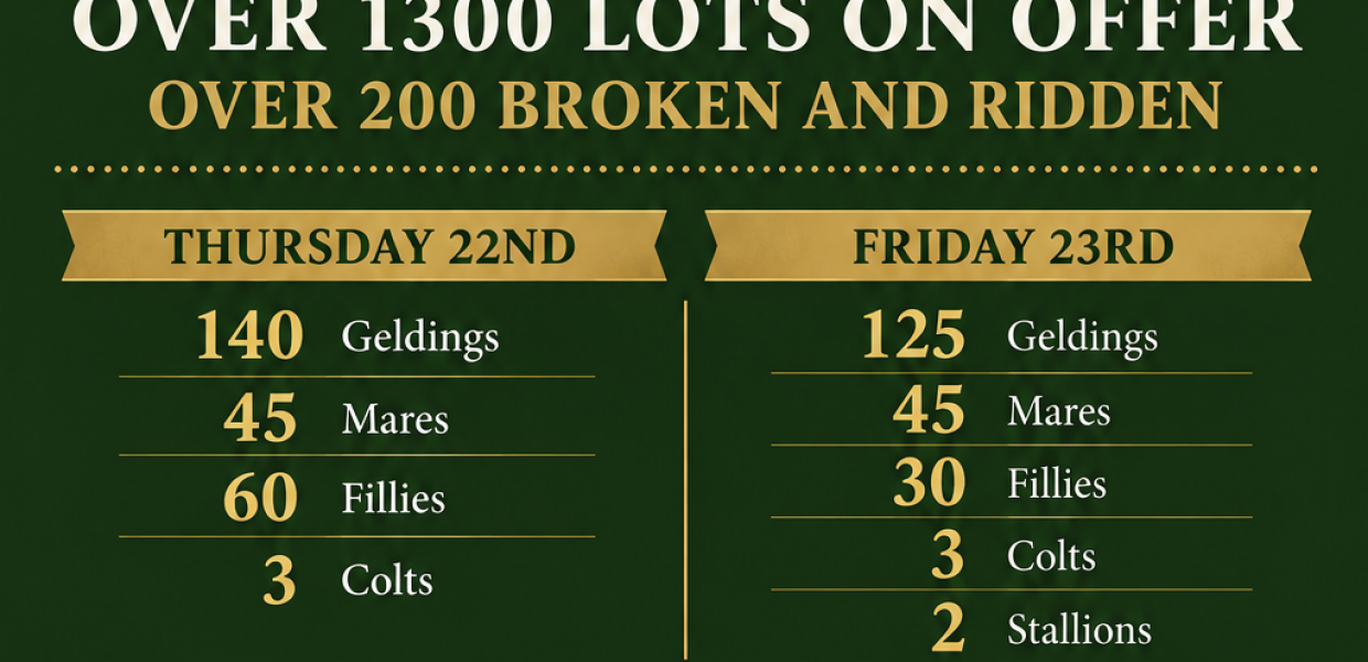 Connemara Pony Sales October Poster