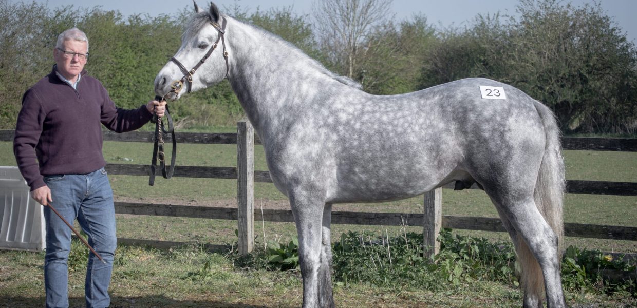 Bernard Keany with Marty Keaney's Doonhill Dakota(Equiplay Melody x Doonhill Misty Dawn) at last week's CPBS colt inspections where they gained their class 1 status at Creagh Equestrian Centre