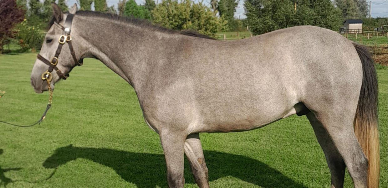 Esker Moonlight Shadow