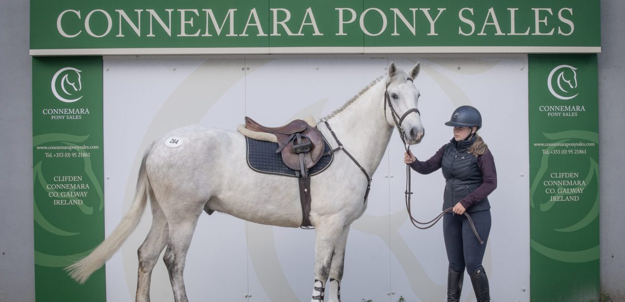 Lot 264, Muckrim Niall, became the highest priced pony of Friday at the Clifden Pony Sales when he made €11,500 in the ring on Friday morning  Rynes Walker