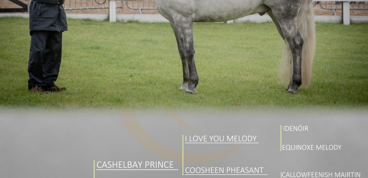 Lot 343 Cashelbay Prionsa Og_2