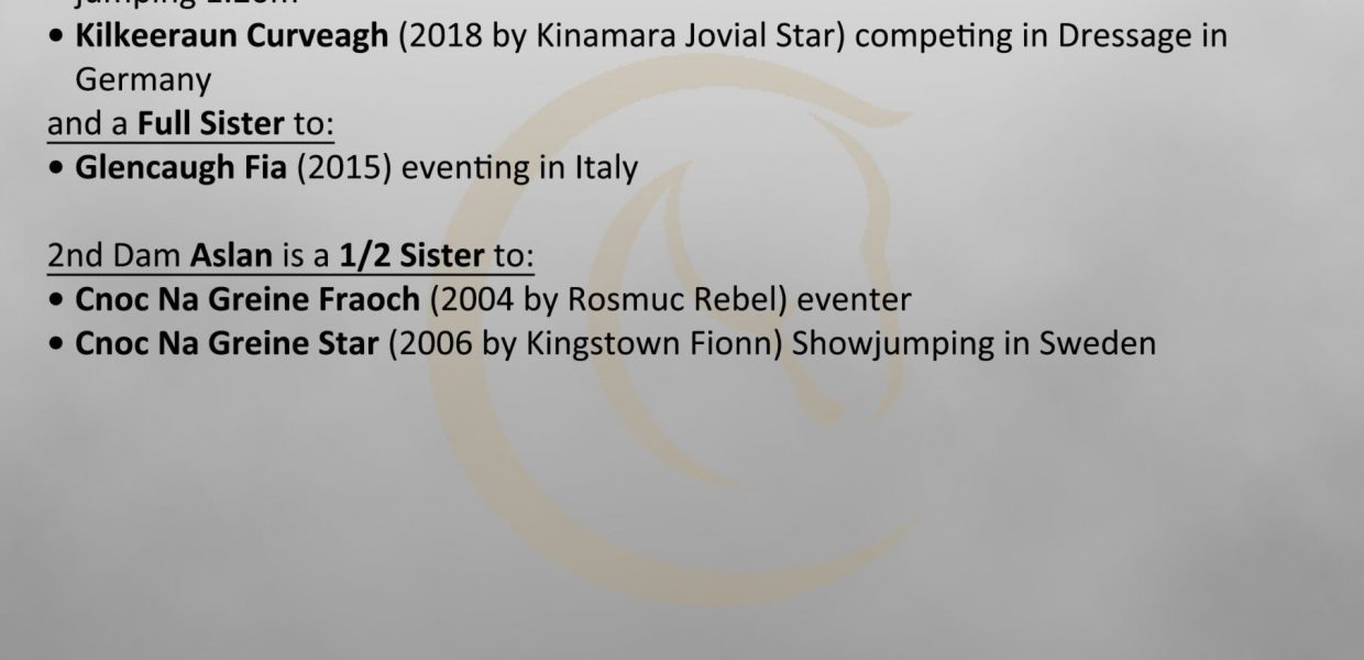 Lot 446 Monagh Artful Dodger