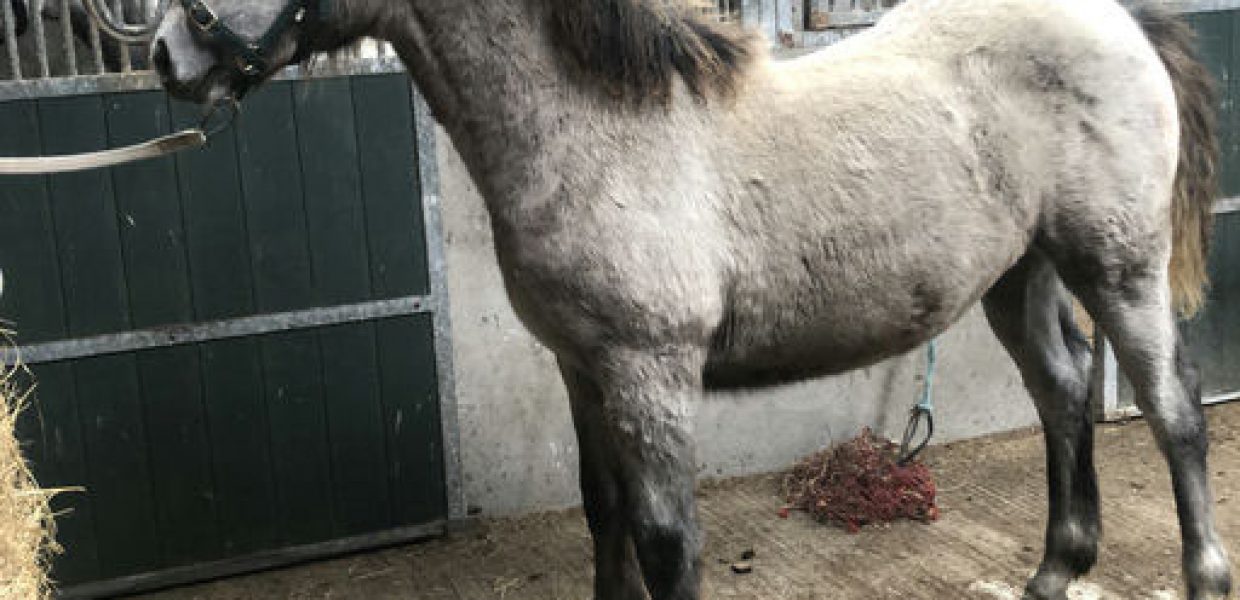 Lot 820 Clooniereen Manor Lady Lot 820 Clooniereen Manor Lady