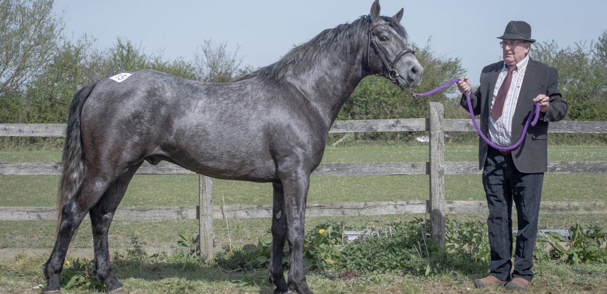 Lot 329, Nephin Shadow at his colt inspections in 2025. Full brother to performance pony Topaz Shadow, who competed in the SHP 133-143 class in Dublin 2026