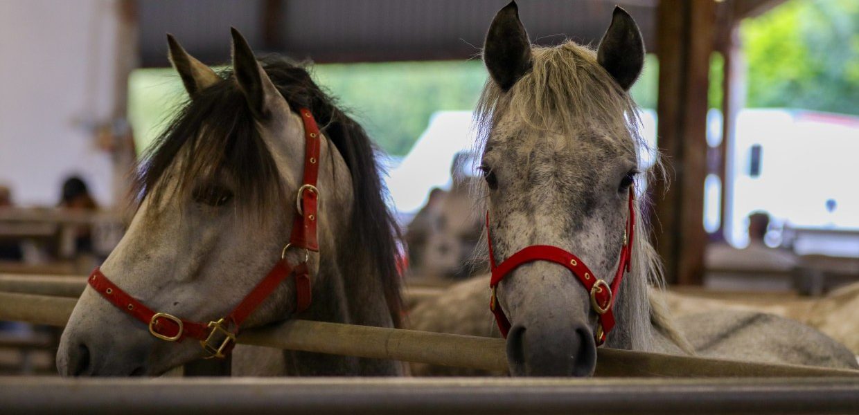 Connemara Pony Sales